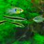 Сиамский водорослеед (Crossocheilus siamensis) 1 Сиамский водорослеед (Crossocheilus siamensis) 1