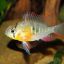 Апистограмма боливийская (Хромис бабочка) (Mikrogeophagus altispinosus) 0
