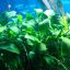 Анубиас бартера нана (Anubias barteri var. nana) 1 Анубиас бартера нана (Anubias barteri var. nana) 1