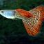 Гуппи (Poecilia reticulata) 0 Гуппи (Poecilia reticulata) 0