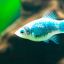 Пецилия макулатус (Xiphophorus maculatus) 3 Пецилия макулатус (Xiphophorus maculatus) 3