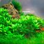 Стаурогин ползучий (Staurogyne repens) 1 Стаурогин ползучий (Staurogyne repens) 1