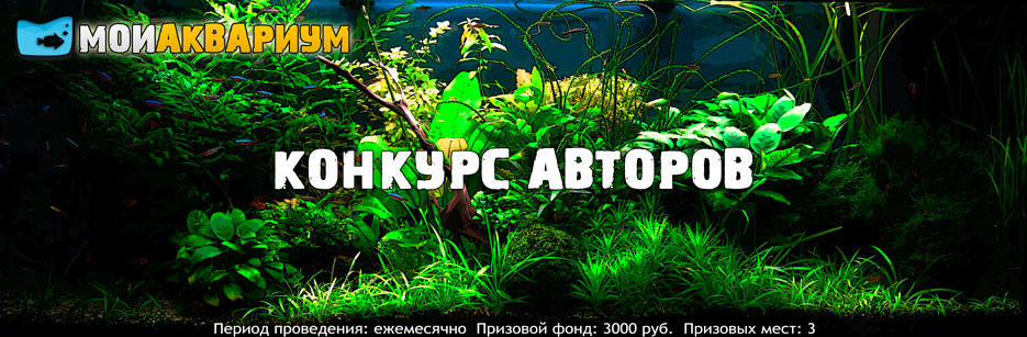 Конкурс авторов