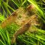 Фильтратор банановый (Atyopsis moluccensis) 0 Фильтратор банановый (Atyopsis moluccensis) 0