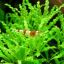 Погостемон Хелфери (Pogostemon helferi) 1
