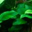 Анубиас бартера нана (Anubias barteri var. nana) 3 Анубиас бартера нана (Anubias barteri var. nana) 3