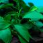Анубиас бартера нана (Anubias barteri var. nana) 2 Анубиас бартера нана (Anubias barteri var. nana) 2