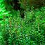 Ротала индийская (Rotala indica) 0 Ротала индийская (Rotala indica) 0