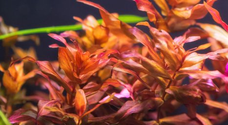 Ротала макрандра (Rotala macrandra)