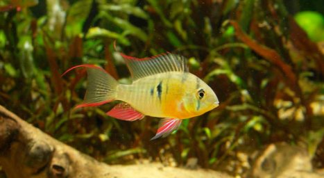 Апистограмма боливийская (Хромис бабочка) (Mikrogeophagus altispinosus)