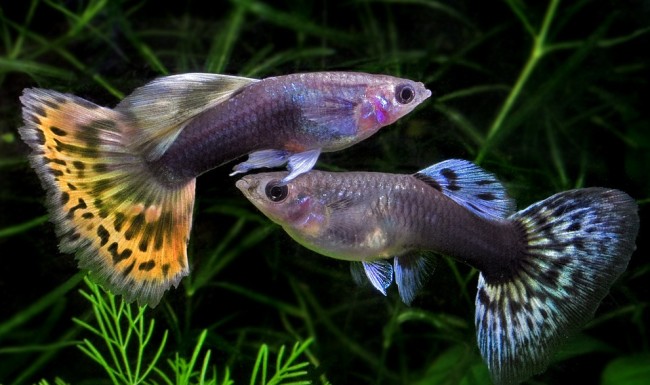 Гуппи (Poecilia reticulata) Гуппи (Poecilia reticulata)