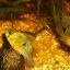Апистограмма боливийская (Хромис бабочка) (Mikrogeophagus altispinosus) 4