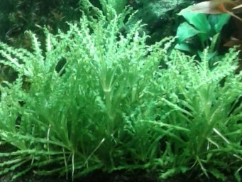 Погостемон Хелфери (Pogostemon helferi)