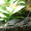 Коридорас пигмей (Corydoras pygmaeus) 0 Коридорас пигмей (Corydoras pygmaeus) 0
