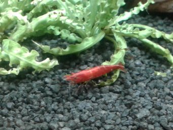 Креветка вишня (Neocaridina heterpoda var. red)