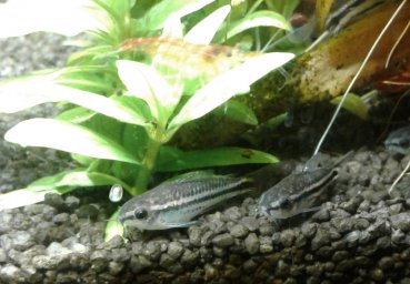 Коридорас пигмей (Corydoras pygmaeus)