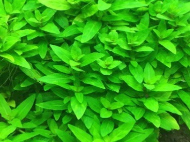 Стаурогин ползучий (Staurogyne repens) Стаурогин ползучий (Staurogyne repens)